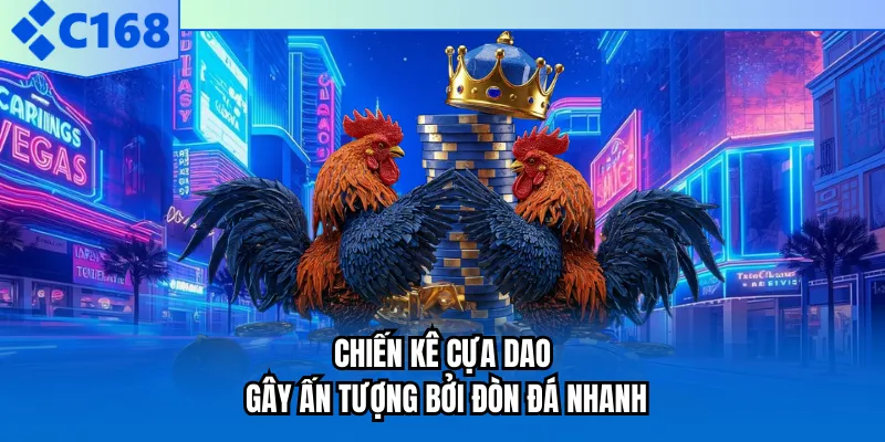 Chiến kê cựa dao gây ấn tượng bởi đòn đá nhanh Chiến kê cựa dao gây ấn tượng bởi đòn đá nhanh