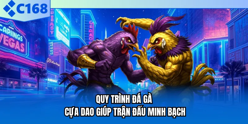 Quy trình đá gà cựa dao giúp trận đấu minh bạch Quy trình đá gà cựa dao giúp trận đấu minh bạch